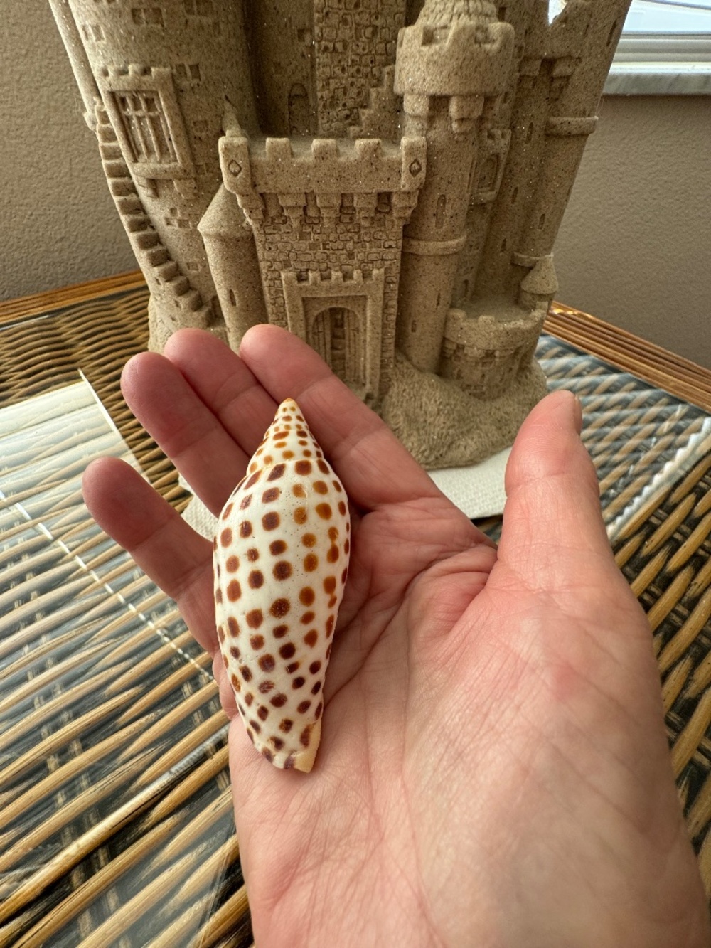 RARE Junonia Scapula-Spotted Voluta Shell